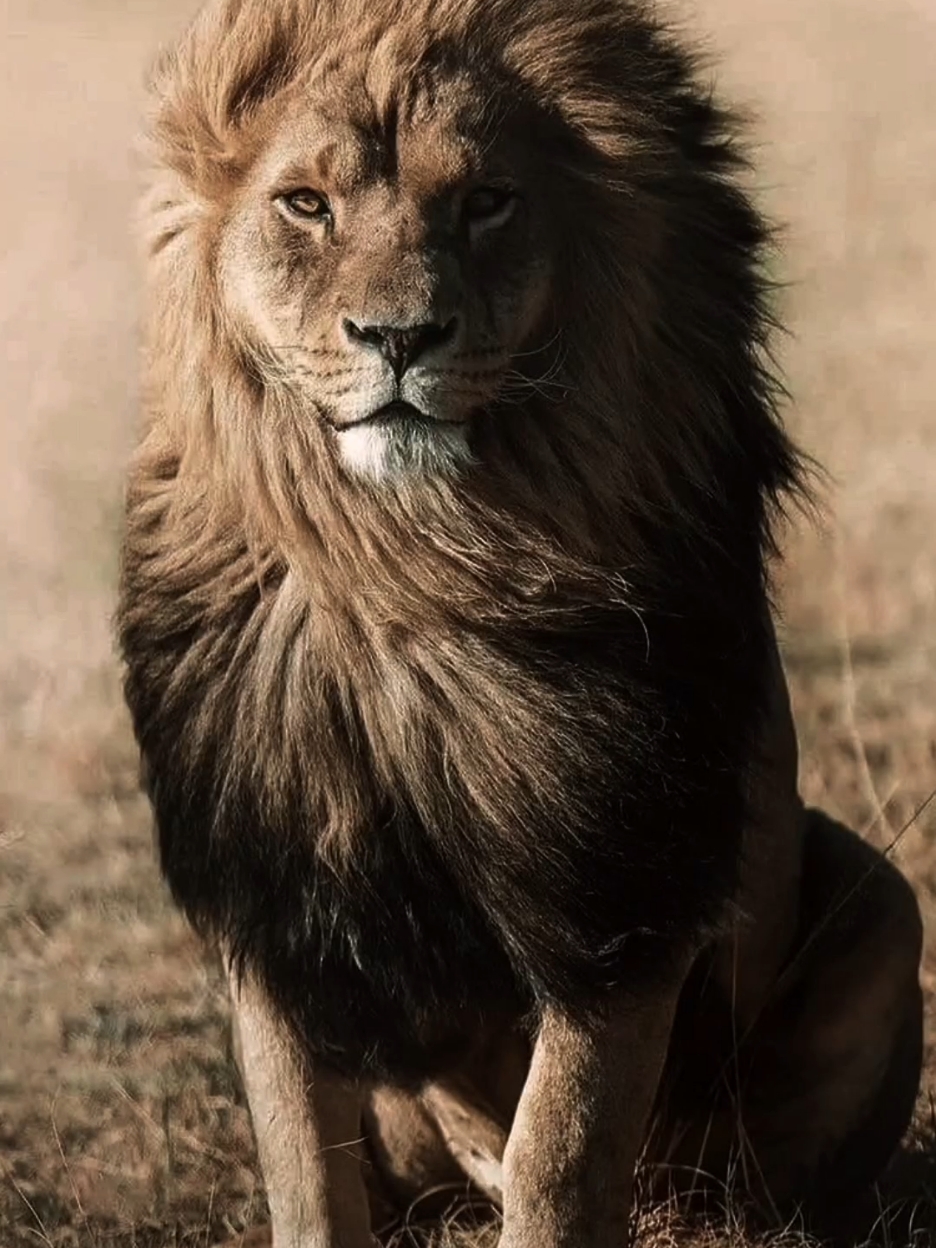 Singa (Sanskerta: Siṃha, atau nama ilmiahnya Panthera leo) adalah spesies hewan dari keluarga felidae atau keluarga kucing. Singa berada di benua Afrika dan sebagian di wilayah India. Singa merupakan hewan yang hidup berkelompok. Biasanya terdiri dari seekor jantan & banyak betina. Kelompok ini menjaga daerah kekuasaannya. Umur singa antara 10 sampai 15 tahun di alam bebas, tetapi dalam penangkaran memungkinkan lebih dari 20 tahun. Singa yang lebih muda akan merebut kepemimpinan dari singa yang lebih tua. Kebanyakan singa yang lebih muda akan memakan anak singa dari pemimpin sebelumnya. #singa #lionking #fyp 