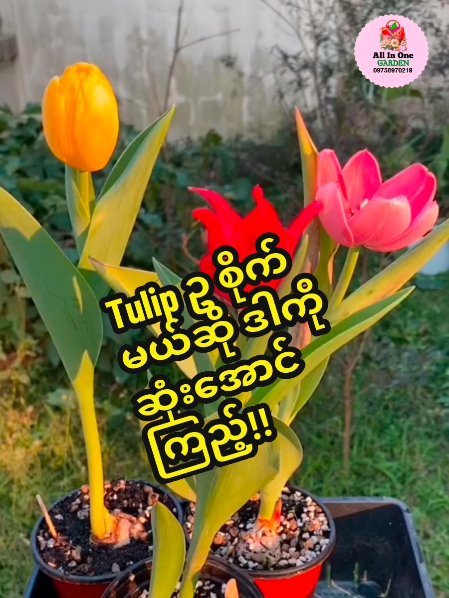 Tulip ဥ စိုက်ချင်သူတွေအတွက်  🌷🌷ရေနဲ့ရောမြေနဲ့ပါ စိုက်လို့ရမယ့် အသင့်စိုက်အစုံပါ ကျူးလစ် ပန်းမျိုးဥ အသင့်စိုက်အစုံပါ 1 set ဈေးနှုန်း - 18,500 ကျပ်  ပါ၀င်မှာတွေကတော့  🌷 ကျူးလစ်ပန်းဥ  🌷မြေနှင့်စိုက်ရန်ကျူးလစ်ပန်းစိုက်ပန်းအိုး  🌷 ကျူးလစ်ပန်းစိုက်မြေ 🌷ရေနှင့်အလှစိုက်ရန် ရေခံပြား 🌷အပွင့်မြန်အပင်သန်ကျူးလစ်ပန်းအားဆေး ပါပါမယ်နော်။  💥ကျူးလစ်ပန်းဥရောင်စုံ ဥ သီးသန့်လည်း ၀ယ်လို့ရပါတယ်။ ဥ သီးသန့် - 14,000 ကျပ် 💥 မှာမယ်ဆို  နာမည် လိပ်စာ ဖုန်းနံပါတ် အတိကျပေးပြီး Chat Box မှာ အော်ဒါ မှာထားနိုင်ပါတယ်နော်။ #allin1garden #မှာလို့ရပီနော်သဲလေးတို့ရေ😍😍😗 #100k #flowers🌼🍁🌸 #မင်းတို့ပေးမှ❤️ရမဲ့ကောင်ပါကွာ😫 #ရောက်စမ်းfypပေါ် #flowershop #flowers 