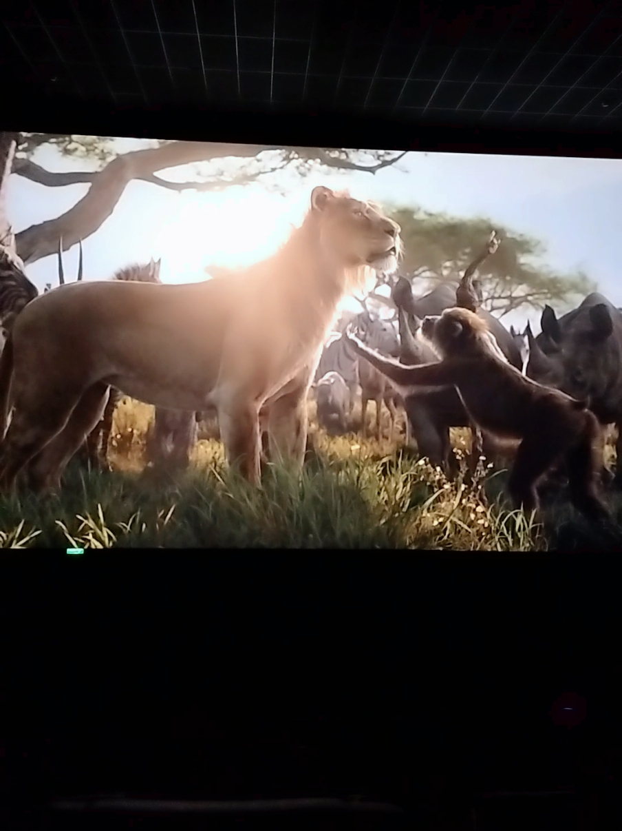 MUFASA #paratiiiiiiiiiiiiiiiiiiiiiiiiiiiiiii #paratii #fyp #contenido #mufasa #reyleon #cinema #mufasatundeednut #peliculas #foryoupage #tendencia #viral #reyleon #africa #estreno 