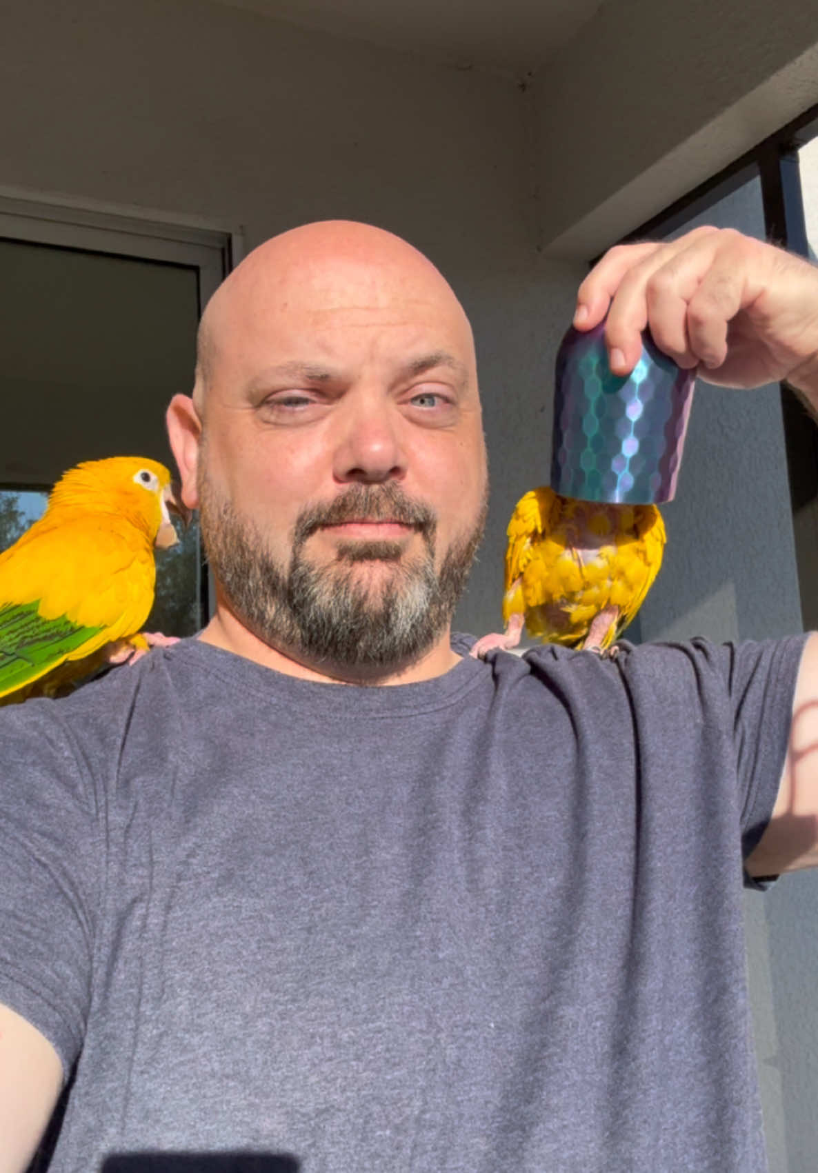 Replying to @Colsen The people have asked for cups, and Mikey delivers. #goldenconure #parrot #conuresoftiktok #conure #funnyanimals 