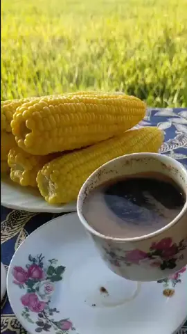 Ngopi sante mewah (mepet sawah) #Petani #petanimuda #Peta Dri Beras #petanimilenial #petaniindonesia🇮🇩🇮🇩🇮🇩🌿🌿 #jawa #jawapride #masukberanda #masukberandafyp 