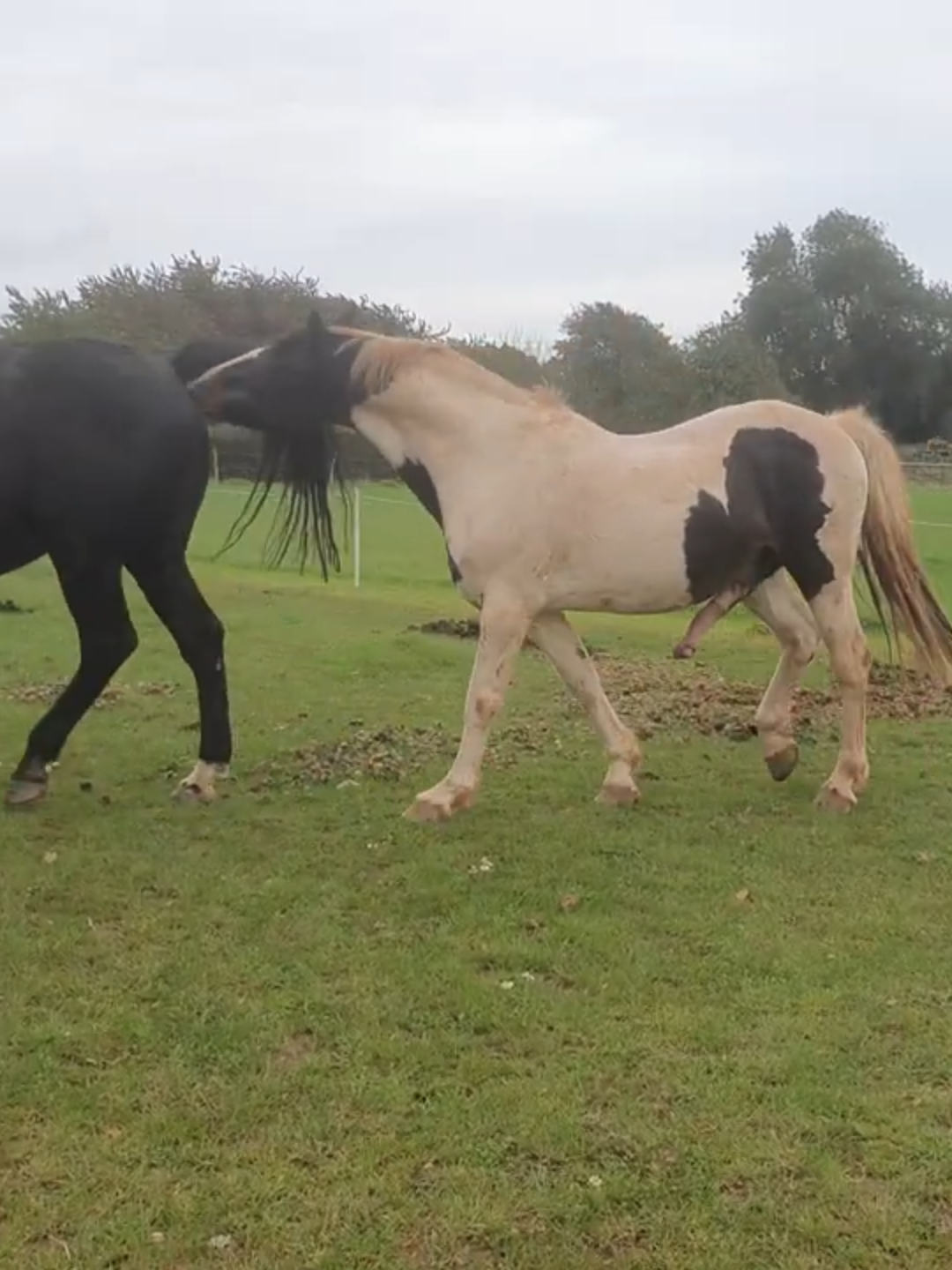 Natural horse mating preliminaries.#horsemating#stasllion#broodmare