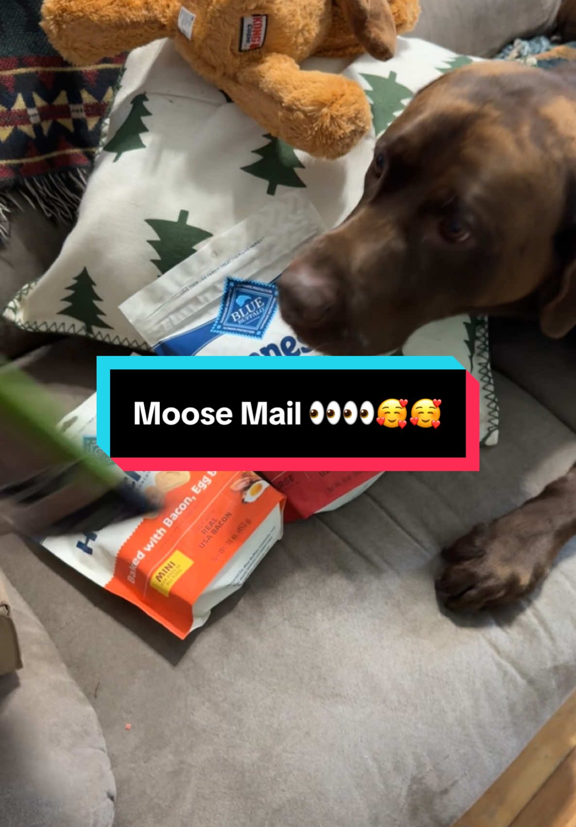 To Aaron and Traci - thank you for the Moose Mail 🥹🥹🤎🤎 He loves his packages 🥰