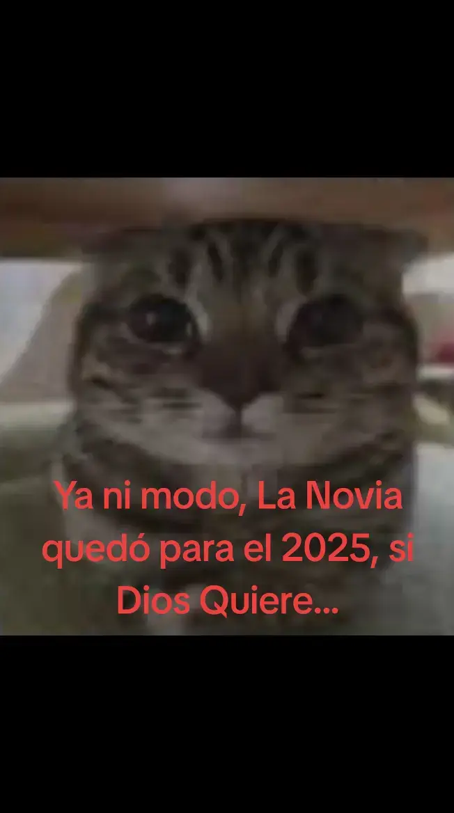 🙂 #2025 #pendejo #real #ecuador #gato #gatos #fyp #textorojo 