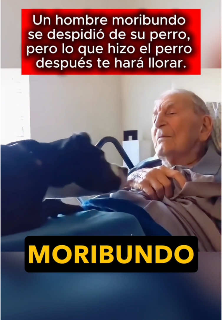 Un hombre moribundo se despidió de su perro, pero lo que hizo el perro después te hará llorar. #usa #us #LearnOnTikTok #truestory