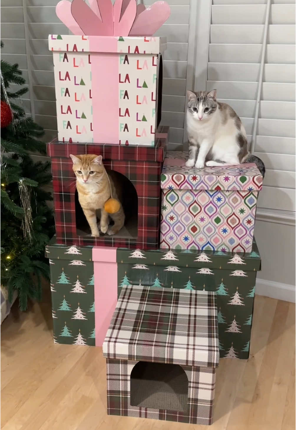 My cats are the greatest gifts of all 🥹🐈🎁  #cathouse #catasmr #catchristmas #christmas #christmasdecor @Petco 