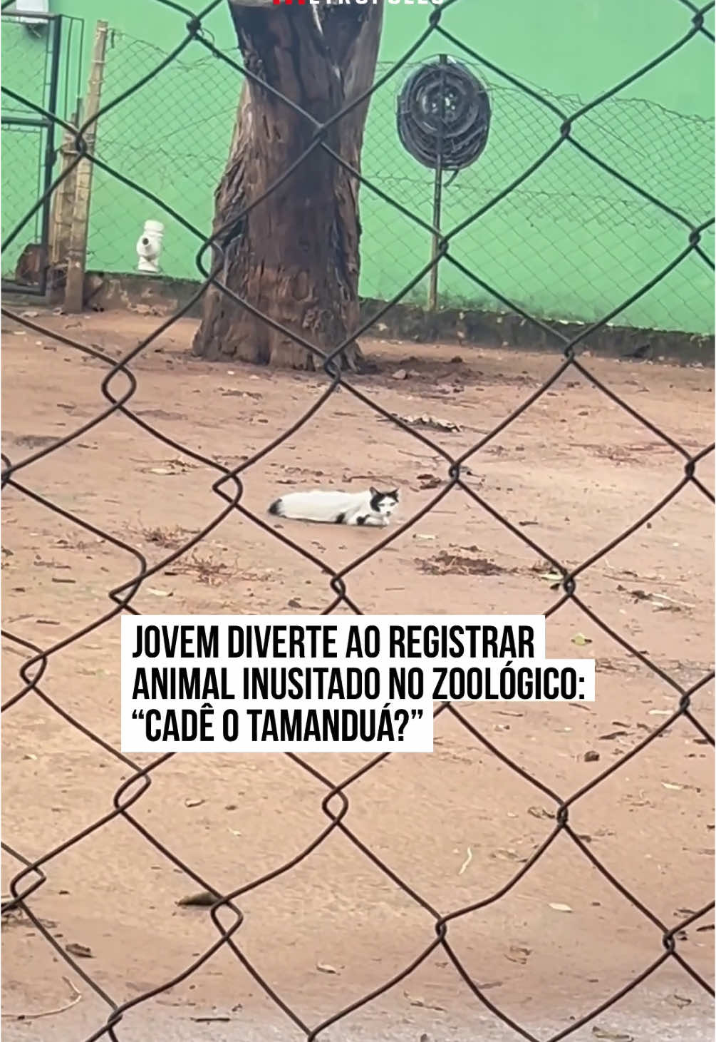 Um vídeo que circula nas redes sociais mostra a reação de um homem que, durante uma visita ao #zoológico, se deparou com um animal inusitado na área onde deveria estar um #tamanduá-bandeira No registro, o homem mostra uma placa onde lê-se “tamanduá-bandeira”. No entanto, ao mostrar o animal que vive no recinto, ao invés de um tamanduá-bandeira, há um #gato. Após a surpresa, o autor do vídeo brinca: “Cadê o tamanduá?”. O registro inusitado divertiu os internautas, brincaram com a situação nos comentários da publicação original: “O gato: Quando você tem contatos, consegue emprego em qualquer lugar kkk