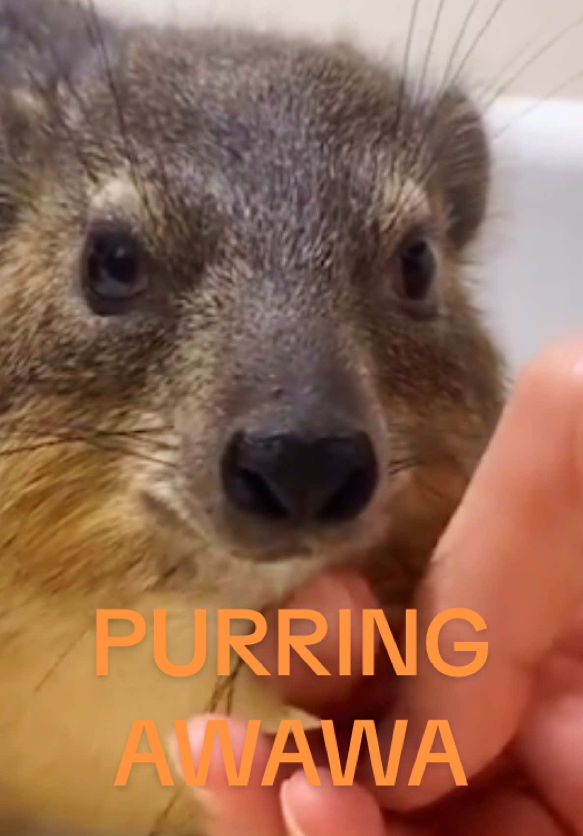 You can either pet the Awawa or run awa from the Awawa. What would you? #hyrax #hyraxcore #awawa #rockhyrax #cute #purr