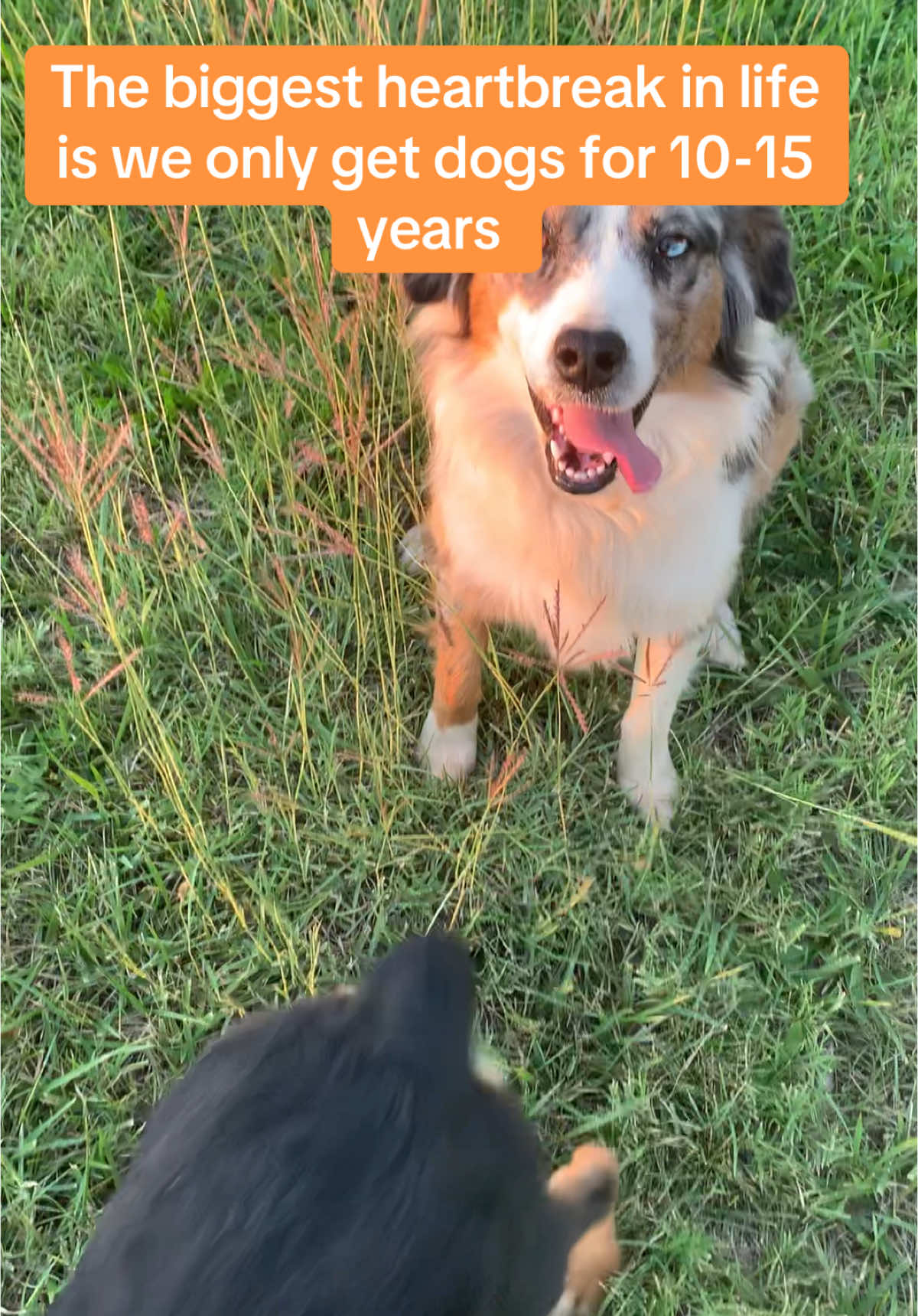 Id give 5 years of my life just to know ill have snother 20 with her  #fyp #aussiesdoingthings #Hiking #puppy #puppylove #sadie #doggo #time #utah #utahcheck #farmlife #ranchdog #doggooftiktok #dogtok #banjo #bestfriend #zion #nature #homestead #farmtok #steelguitar #rodeo 