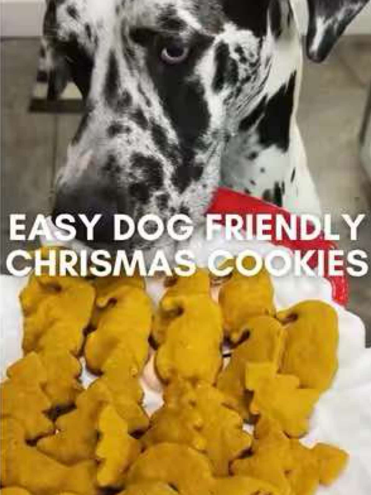 #roccothegreatdane #harlequingreatdane #greatdane #dogsoftiktok #dogvlog #cute #adorable #blueeyes #bigdog #dogmom #mamasboy #spoiled #funny #funnydog #doghumor #christmascookies #dogtreats 