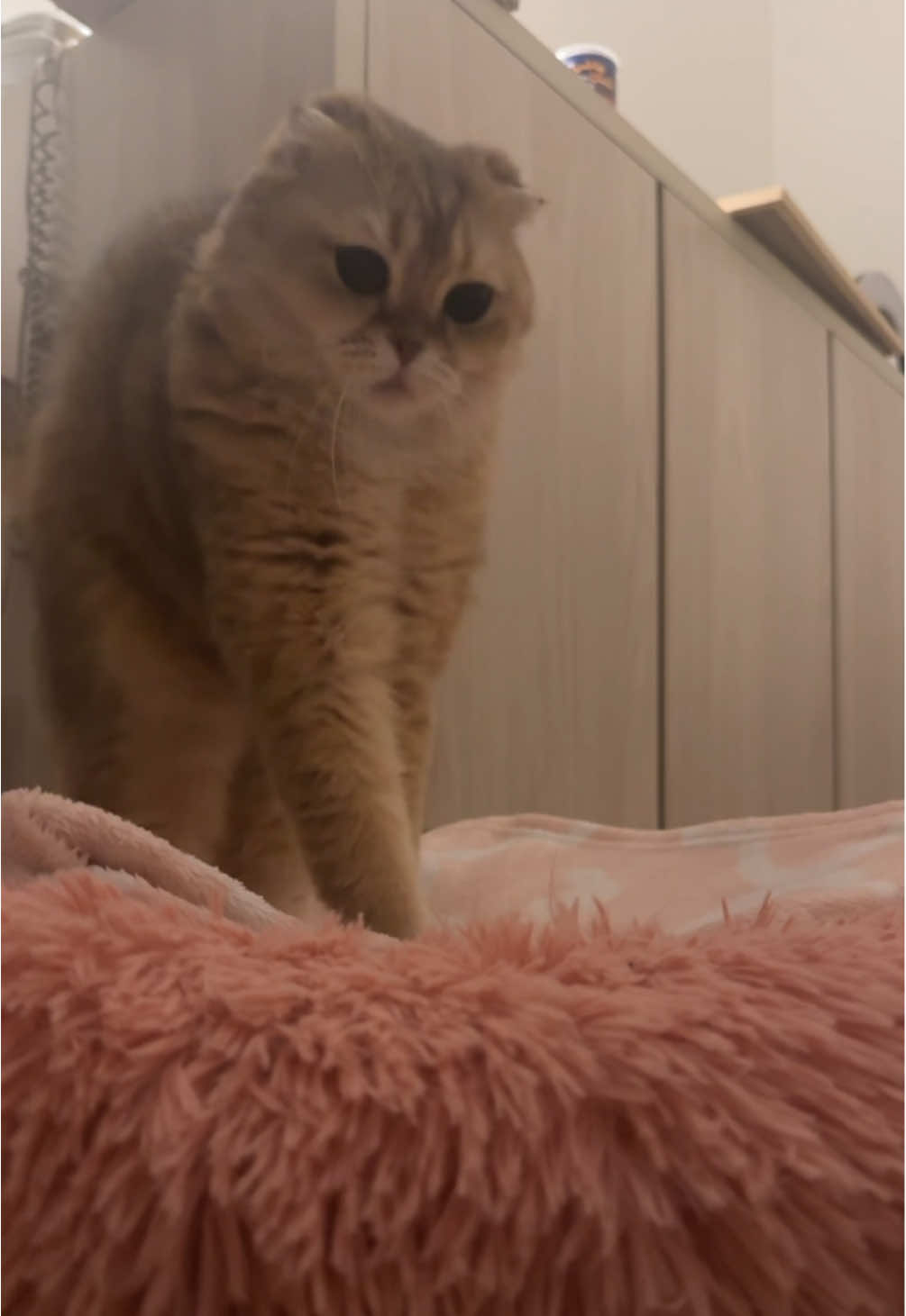 MOM 🤬🤬🤬🤬 #fyp #fypage #foryourpage #cats #catsoftiktok #scottishfold #الرياض #موسم_الرياض #cathunting #distinguishedgentleman 