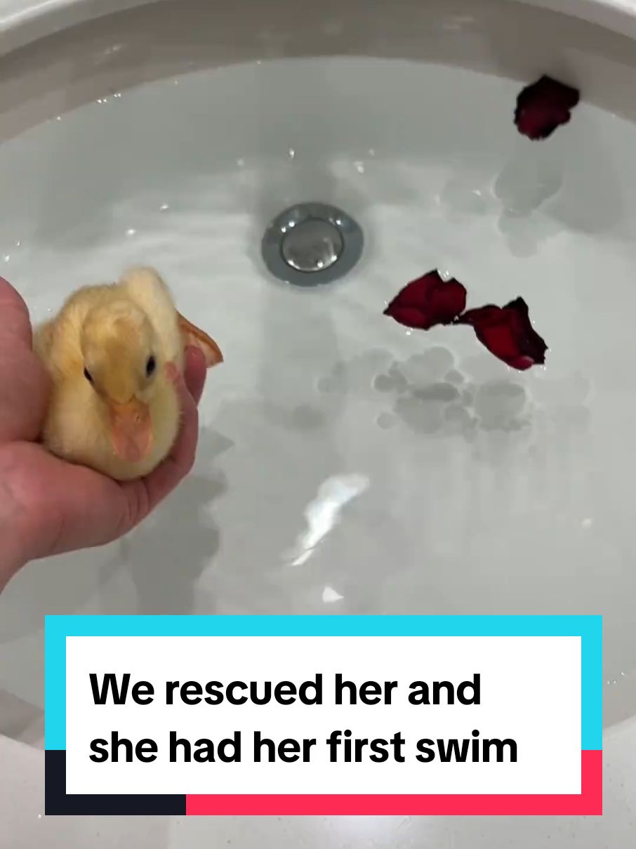 We rescued her and she had her first swim 🥹 💕 #cuteanimals 