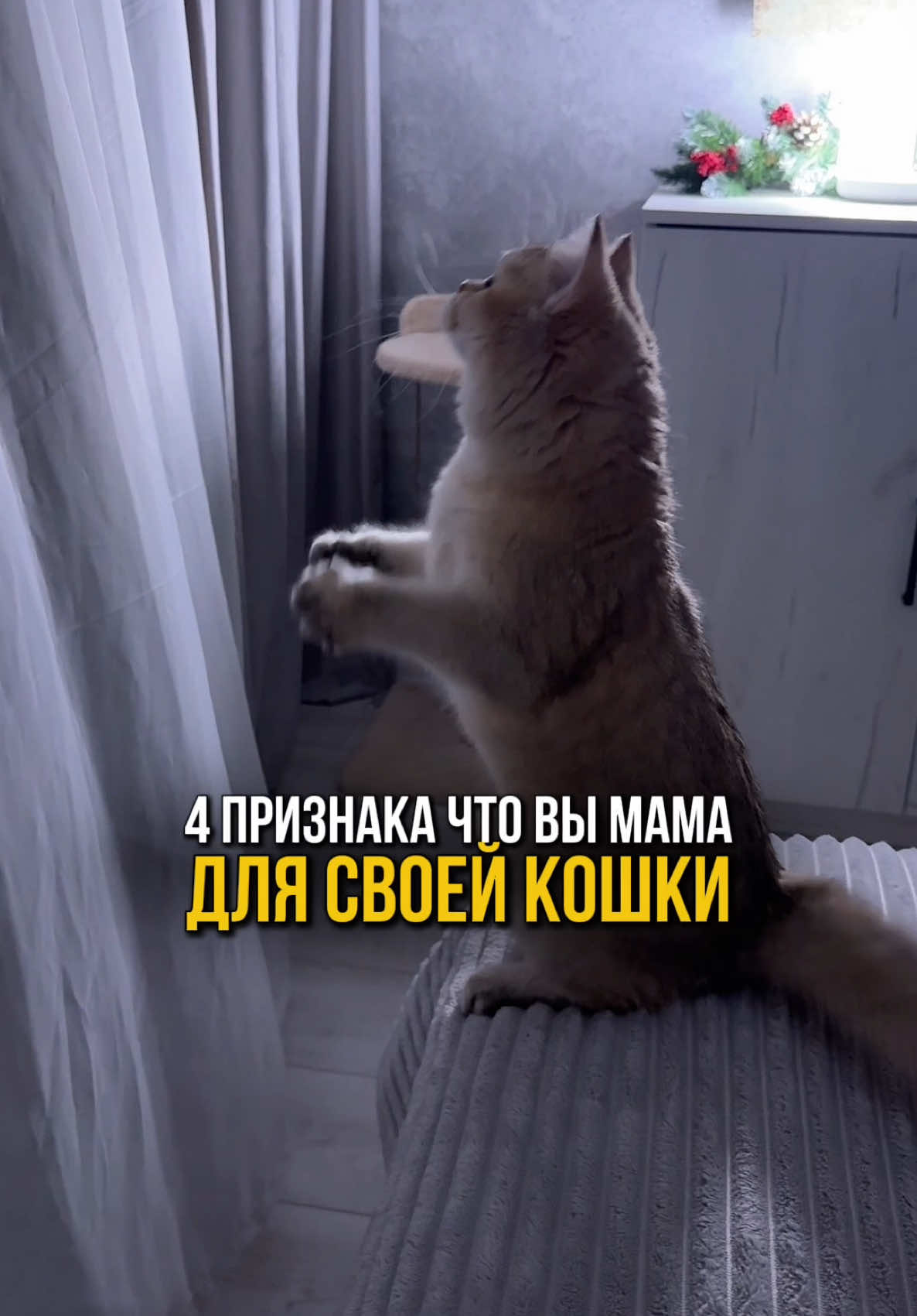 4 признака, что вы мама для своей кошки. 🐾🐈 Всем привет. В этом блоге рассказываем секреты взаимоотношений с кошками 🐱🐾 А на ваши популярные вопросы и про нашу породу кошки мы ответили в телеграм канале, ссылка на него тоже в профиле ❤️