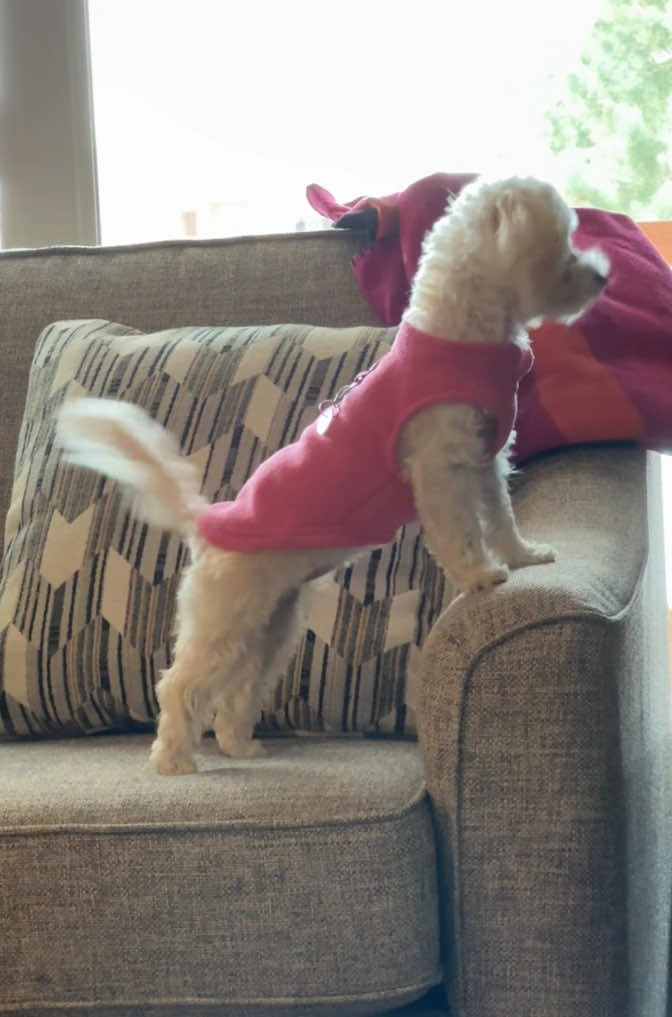 So happy…🤩#dogsoftiktok #maltipoo #fyp #maltipoosoftiktok #puppy #puppylove #maltipoopuppy #doglife #dogmom #babydog #girldog #puppytiktok #smalldog #puppylife #loveher #adorable #wag #happy
