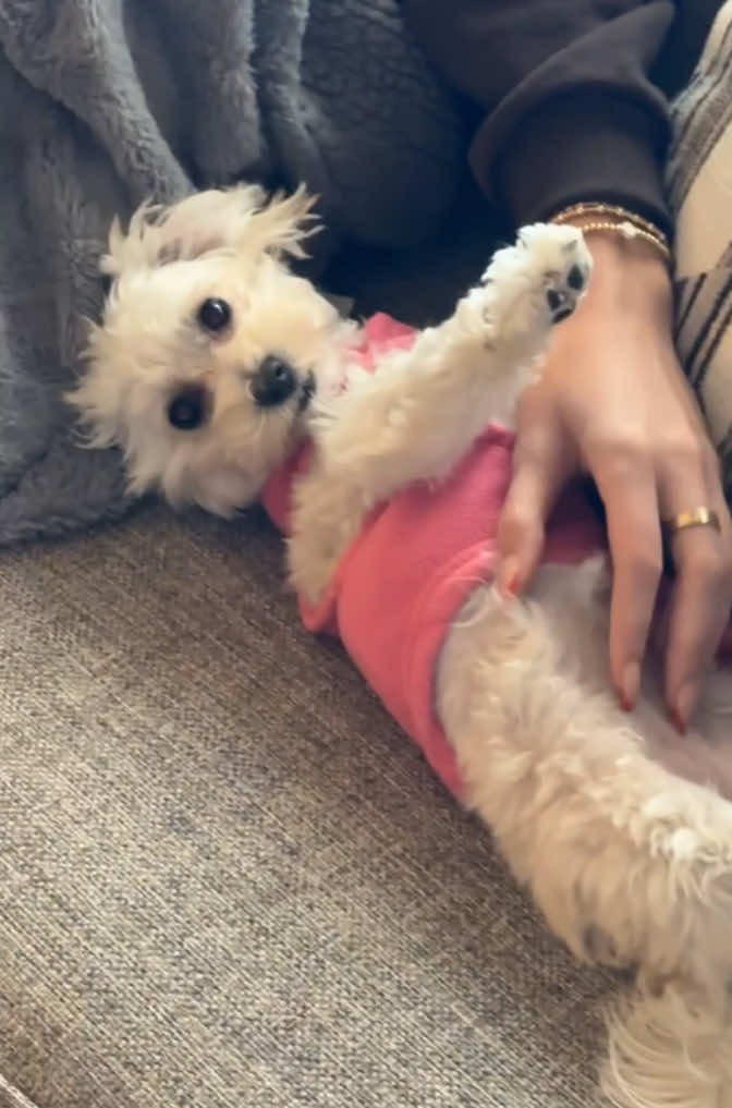 So much love 💕#dogsoftiktok #maltipoo #fyp #maltipoosoftiktok #puppy #puppylove #maltipoopuppy #doglife #dogmom #babydog #girldog #puppytiktok #smalldog #puppylife #loveher #adorable #happy 
