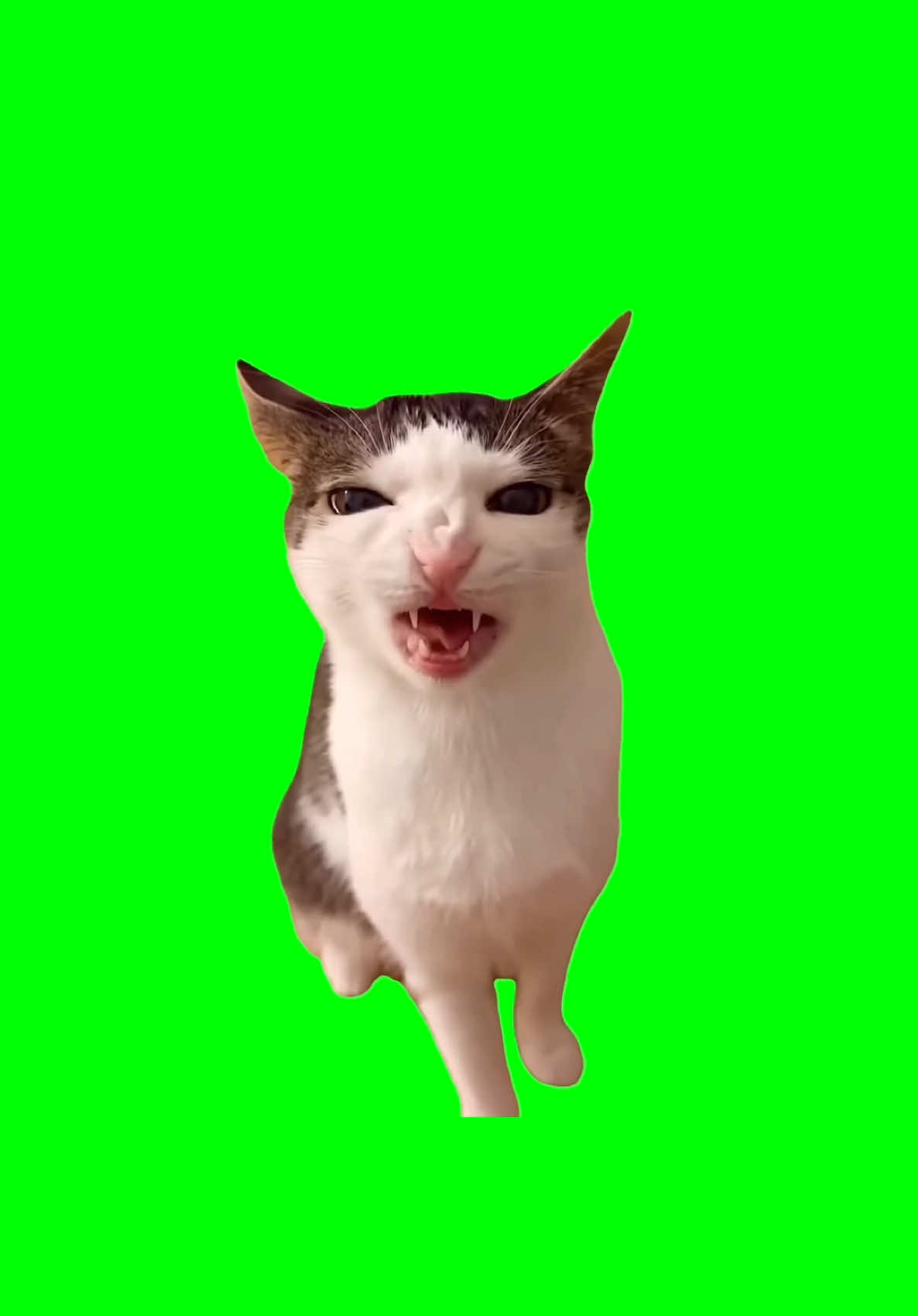 Cat eating meme | Green Screen #greenscreen #catsoftiktok #catmeme #asmr #catsdaily 