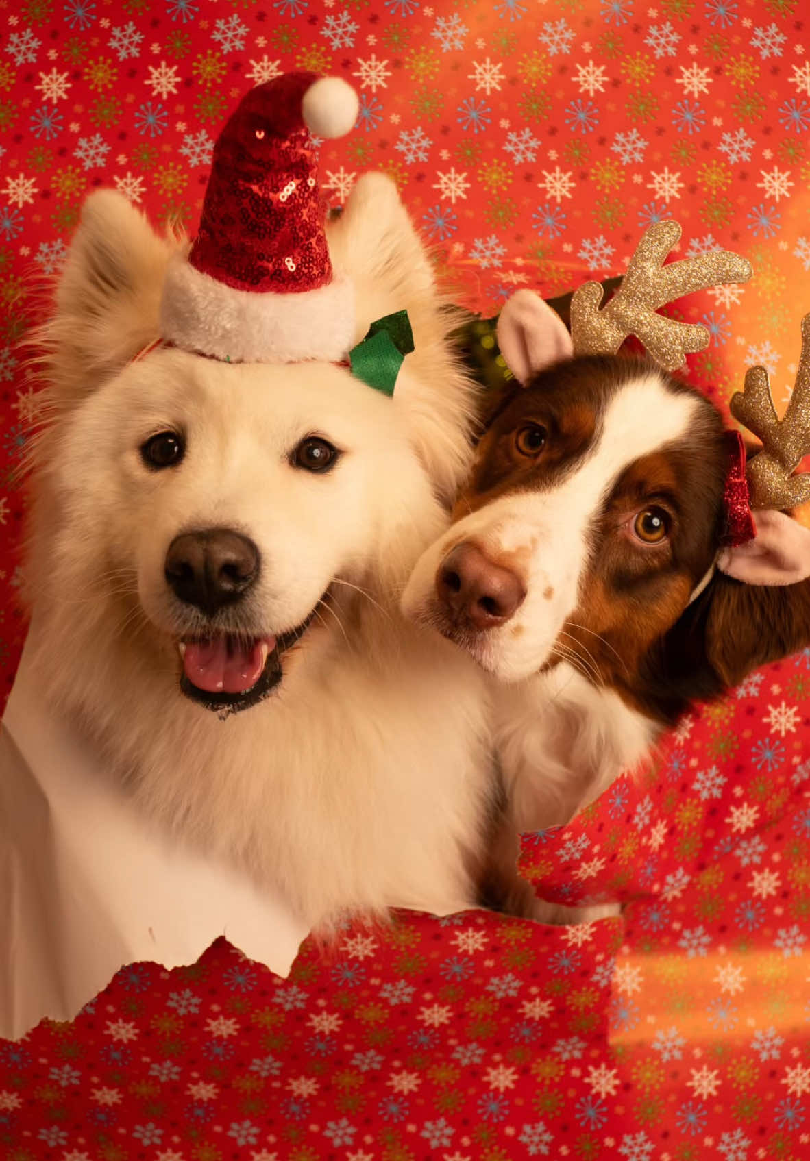 So my dogs tried the wrapping paper trend.. and the results are beyond adorable 🎄✨ #dog #christmas #wrappingpaper #cuteanimals #samoyed #australianshepherd 