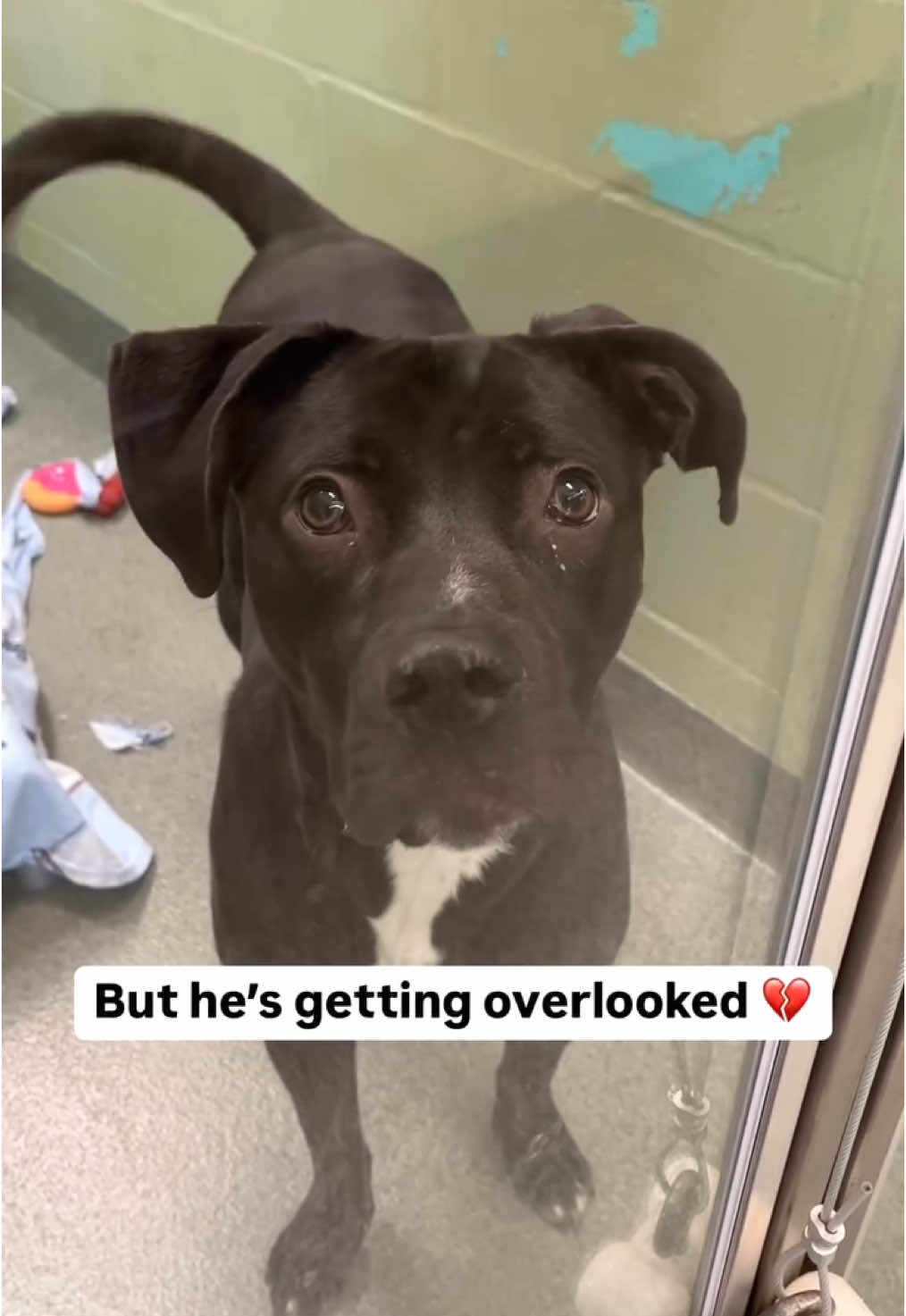 I’m a very good boy! 🥺❤️  Big boy Kobe wants so badly to get out of this cage and be your best friend 🙏 In fact, he wants to be everyone’s best friend, and is great with other dogs, cats and kids! ❤️ Sadly, Kobe once had a loving home, but the landlord said he had to go and his family was not able to make other arrangements for him 😔  Kobe is just 1-years-old and still has his puppy dog eyes and puppy energy! He loves getting attention and knows basic commands like sit, down, stay, come, “drop it” and heel ❤️ Despite all of this, Kobe has had no interest from adopters 😔  Kobe is an absolute joy, who just wants to have fun! 💓 Can you make Kobe your best friend for life? 🙏  Thanks to his friends at Pitbull Payments, they have kindly paid Kobe’s adoption fee ❤️  To meet Kobe or any other pet, visit www.humanebroward.com and complete the pre-adoption application (link is in bio).  🌟 Our shelter will be closed Tuesday, December 24th and Wednesday, December 25th for the holidays. We will reopen on Thursday, December 26th at normal hours 🌟 The Humane Society of Broward County is located at 2070 Griffin Road, Fort Lauderdale, FL 33312.  If you have any questions call 954-989-3977 ext. 6.    #rescuedog #shelterdog #adoptme #adoptdontshop #goodboy #fortlauderdale #florida #dogreels #reels #bullybreed #miami #bigpuppy #dogs #dogoftheday #dogsoftiktok #petfluencer #instafamous #goodboy #fyp #foryou #foryoupage #dogshelter #animalshelter #bulldogsoftiktok #blackdog #puppiesoftiktok #americanbulldog #puppy #bigdog #pittie 