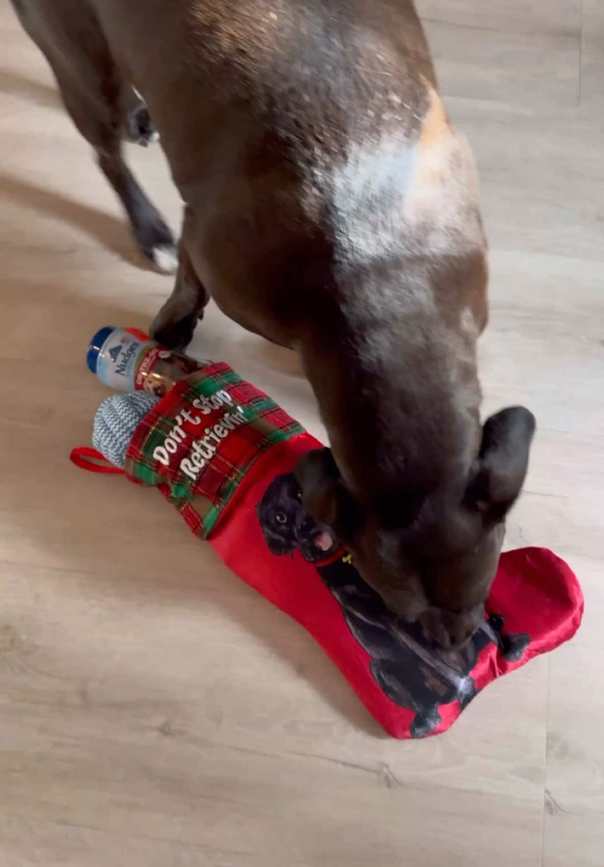 Needless to say he’s a very happy boy today🎄 #dogsoftiktok #labrador