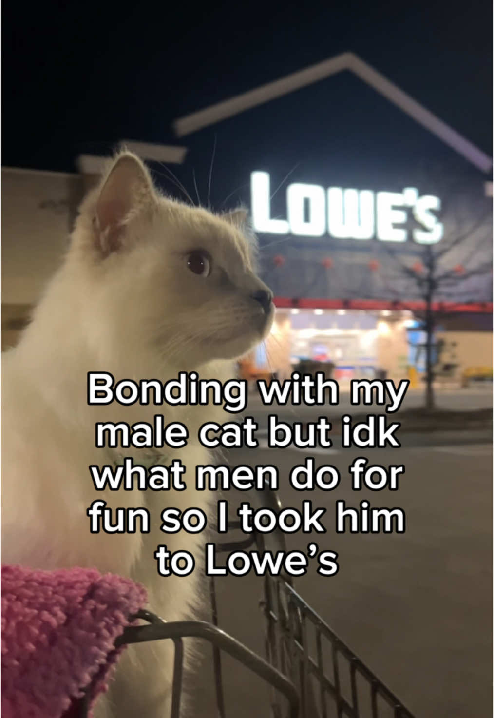 I took my cat to Lowe’s and this is how it went 🐱🔧 #lowes #catsoftiktok @Lowe’s 