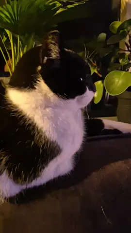 Devil in disguise my cat drake😈 #drake #cat #catsoftiktok #catlover #devil #fyp #foryou #