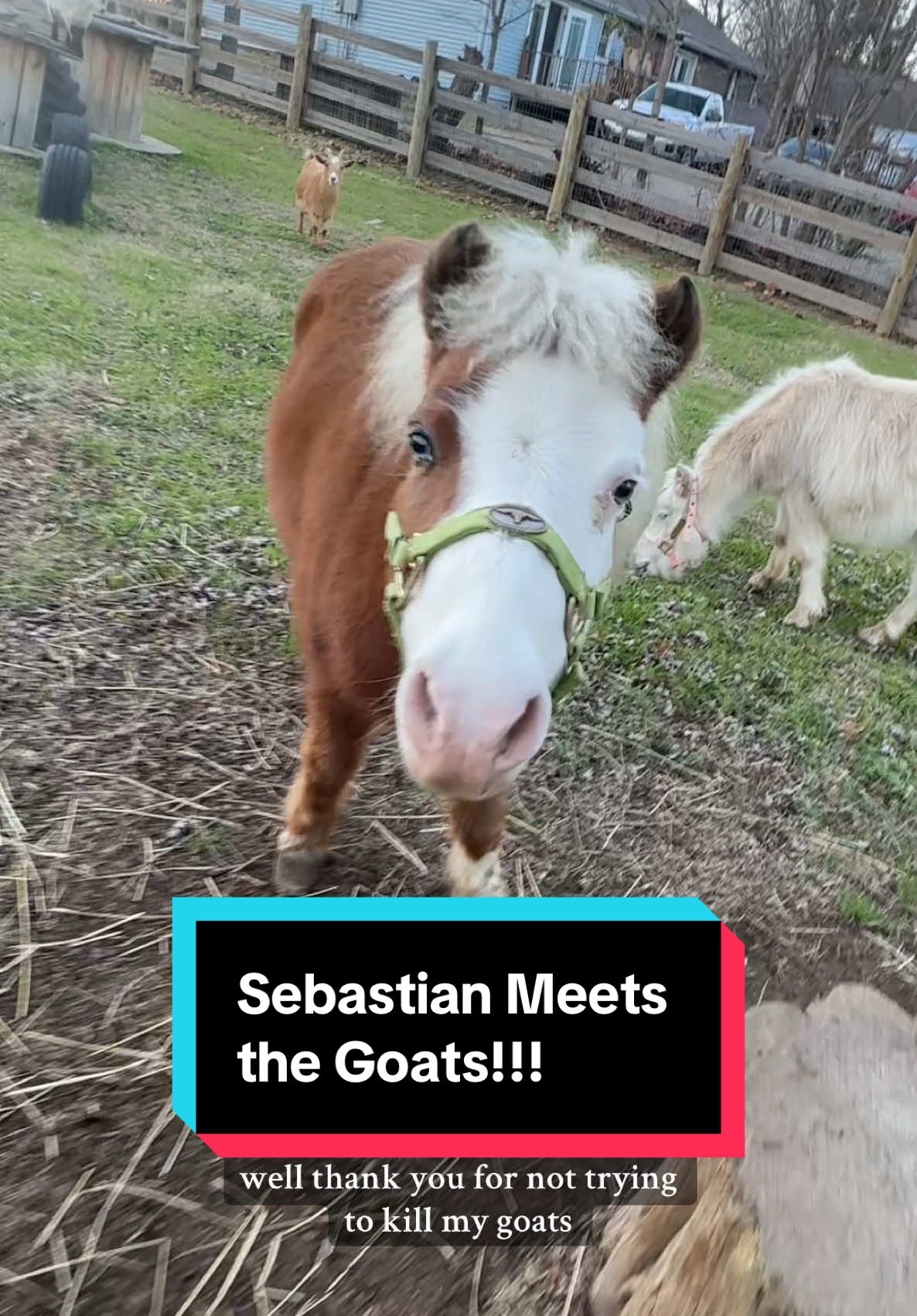 Sebastian has a goat trial run🤣🐐🐴 #minihorse #minigoats #nigeriandwarfgoats #nigeriandwarfgoatsoftiktok 