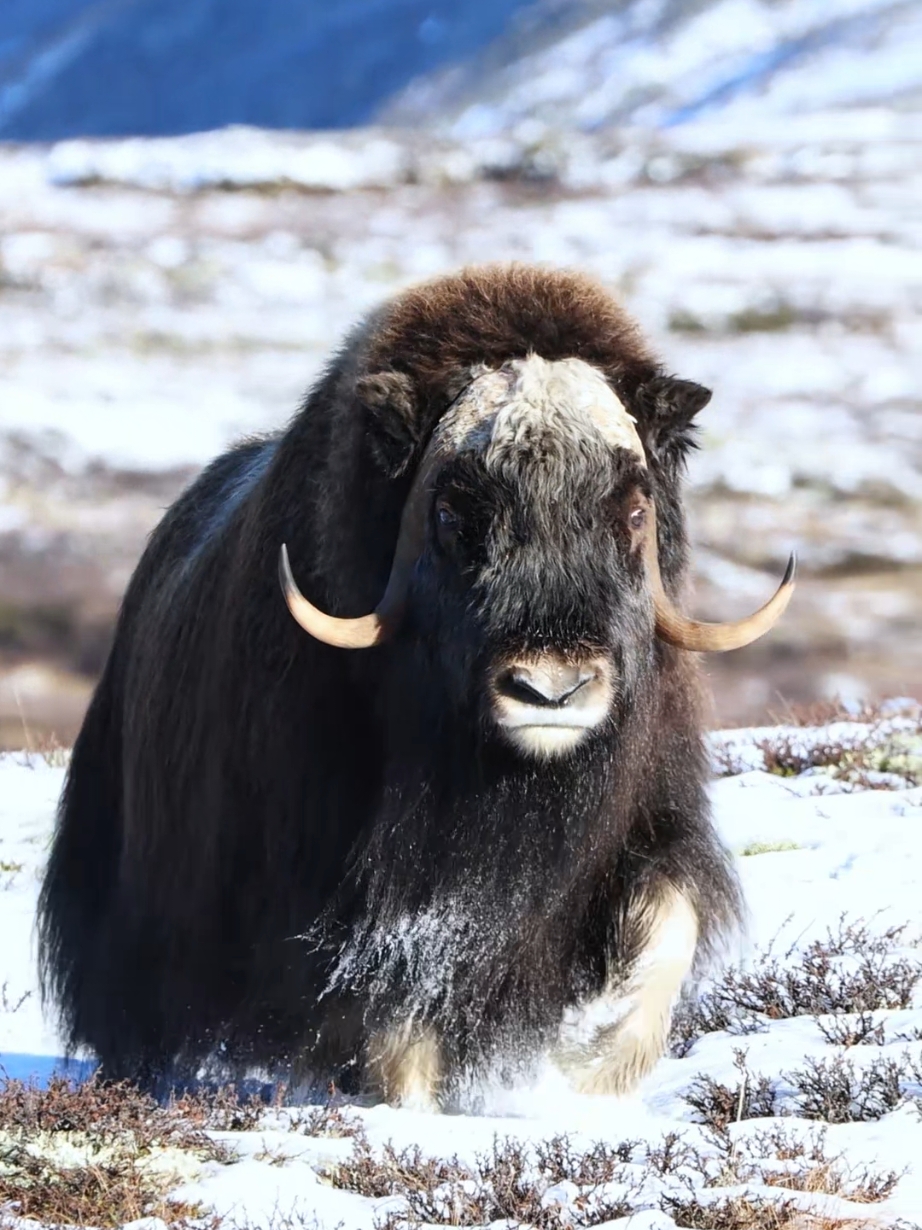 The Ice River Beast, a symbol of good fortune to those who see it, has existed on Earth for 600,000 years. It is an ancient creature that has survived since the Ice Age. The muskox (Ovibos moschatus) is a hoofed mammal of the family Bovidae.Native to the Arctic, it is noted for its thick coat and for the strong odor emitted by males during the seasonal rut, from which its name derives. This musky odor has the effect of attracting females during mating season. Its Inuktitut name 