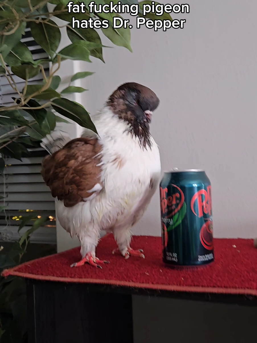 I have 2 rescued modena pigeons needing homes! I am located in Chicago but can ship. more info coming! On them! also, the pigeon discord in my linktree.... 😏#creatorsearchinsights #pigeon #dove #bird #petpigeon #pigeonsaspets #pigeonsoftiktok #birdsoftiktok #chicken #chickenpigeon #modena #modenapigeon 