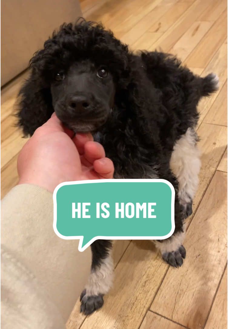 Hes HOME #puppy #puppytok #puppytiktok #multidoghousehold #dogtok #dogtoker #dogowners #dogownersoftiktok #dogsoftiktok #poodle #poodlepuppy 