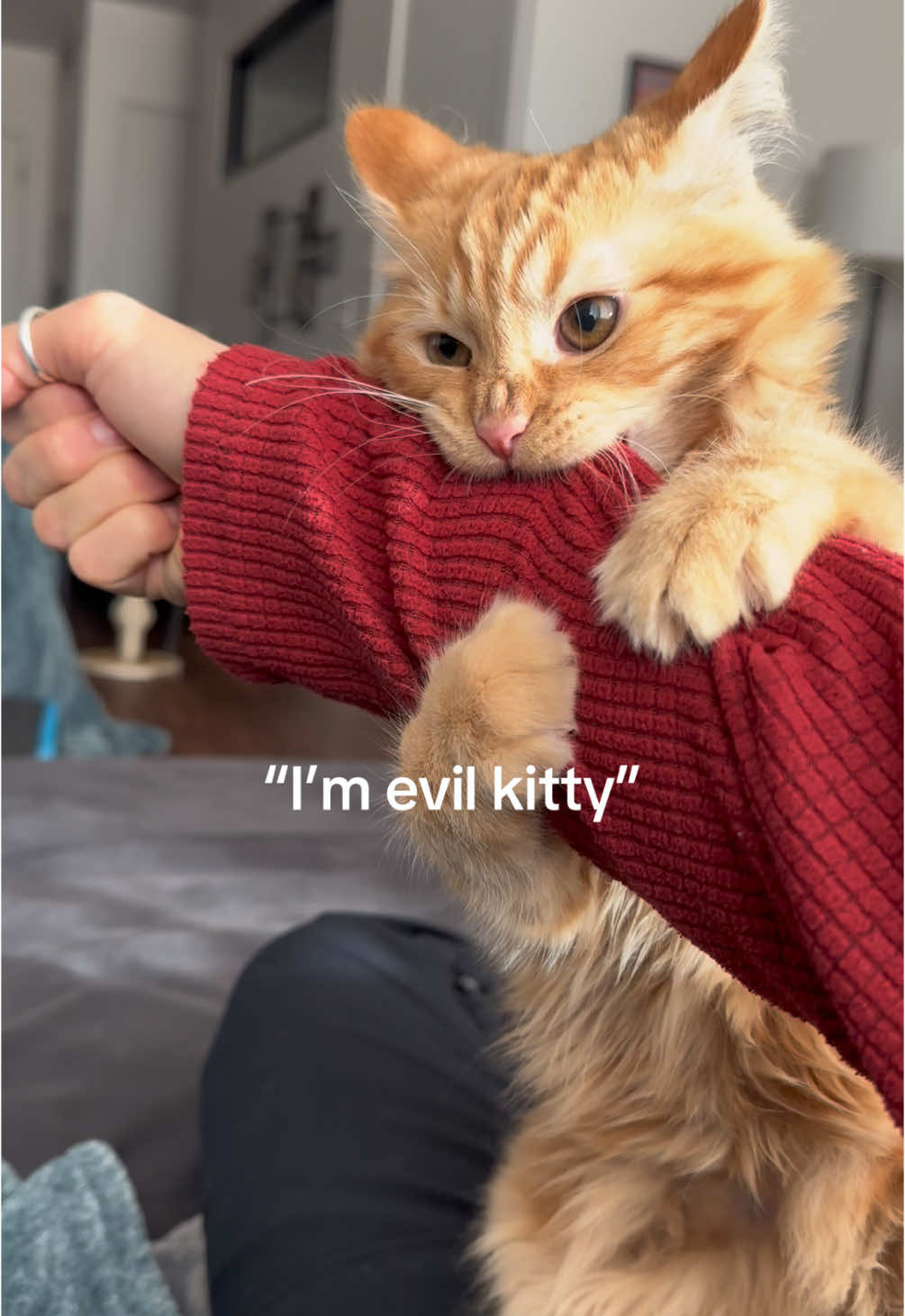 His face at the end had me laughing so hard 😂   #catsoftiktok #evilkitty #viralvideo #orangecat #fyp #orangecatsoftiktok #funnycat 