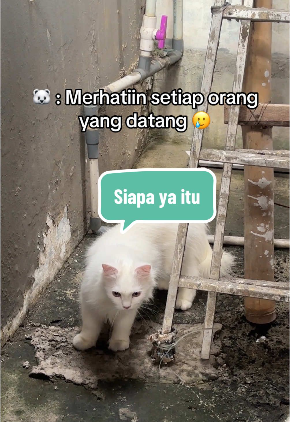 Siapa Ya Itu #fyp #kucing #kucingtiktok #kucinglucu #kucinglucuimut #kucinglucubanget #kucinglucutiktok #kucingputih#kucingkusayang#kucinggemoy #kucingviral #kucingpinter#kucingmanis #kucingpersia #viravideo #tiktokvideo