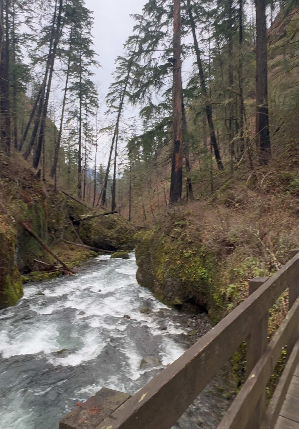 Best hike of my life 🥲 #fyp #parati #wahclellafalls #oregon #hike #waterfalls #tannercreek #nature #trending #foryou 