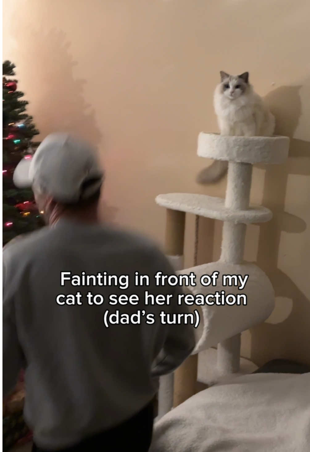 Falling in front of my cat to see her reaction (part 2, dad’s turn)!! #faintinginfrontofmycat #funnycatvideos #catsoftiktok #ragdollcats #smartcat #cattotherescue #catvideos 