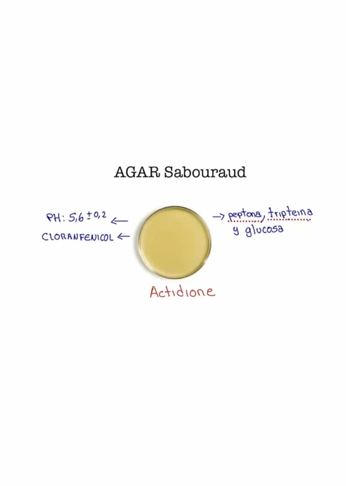 Agar sabouraud #micologia