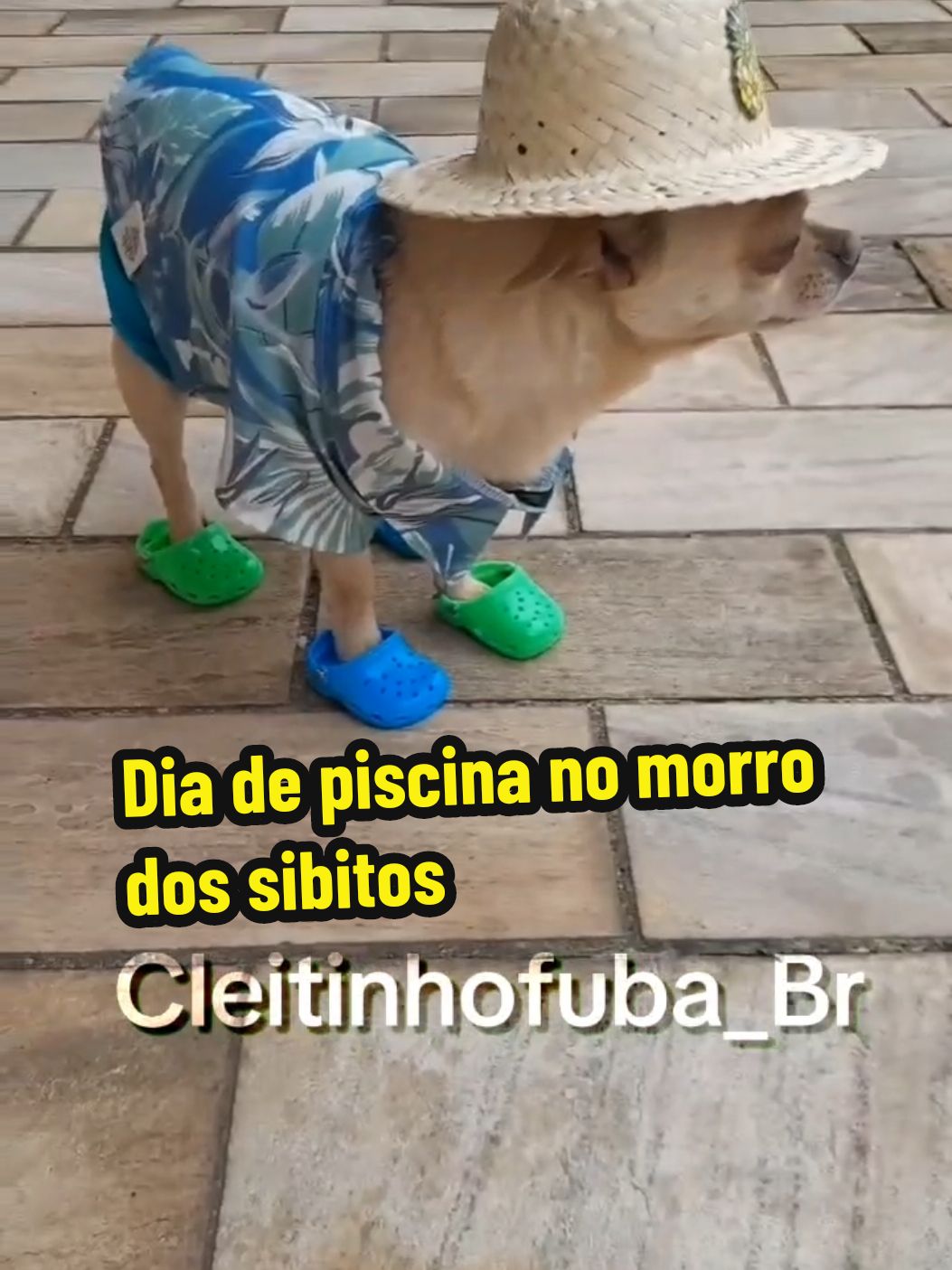 beton ranca dedo passou o dia na piscina #cachorro #pets #animaisnotiktok #funny #fyp @turminhatopp 