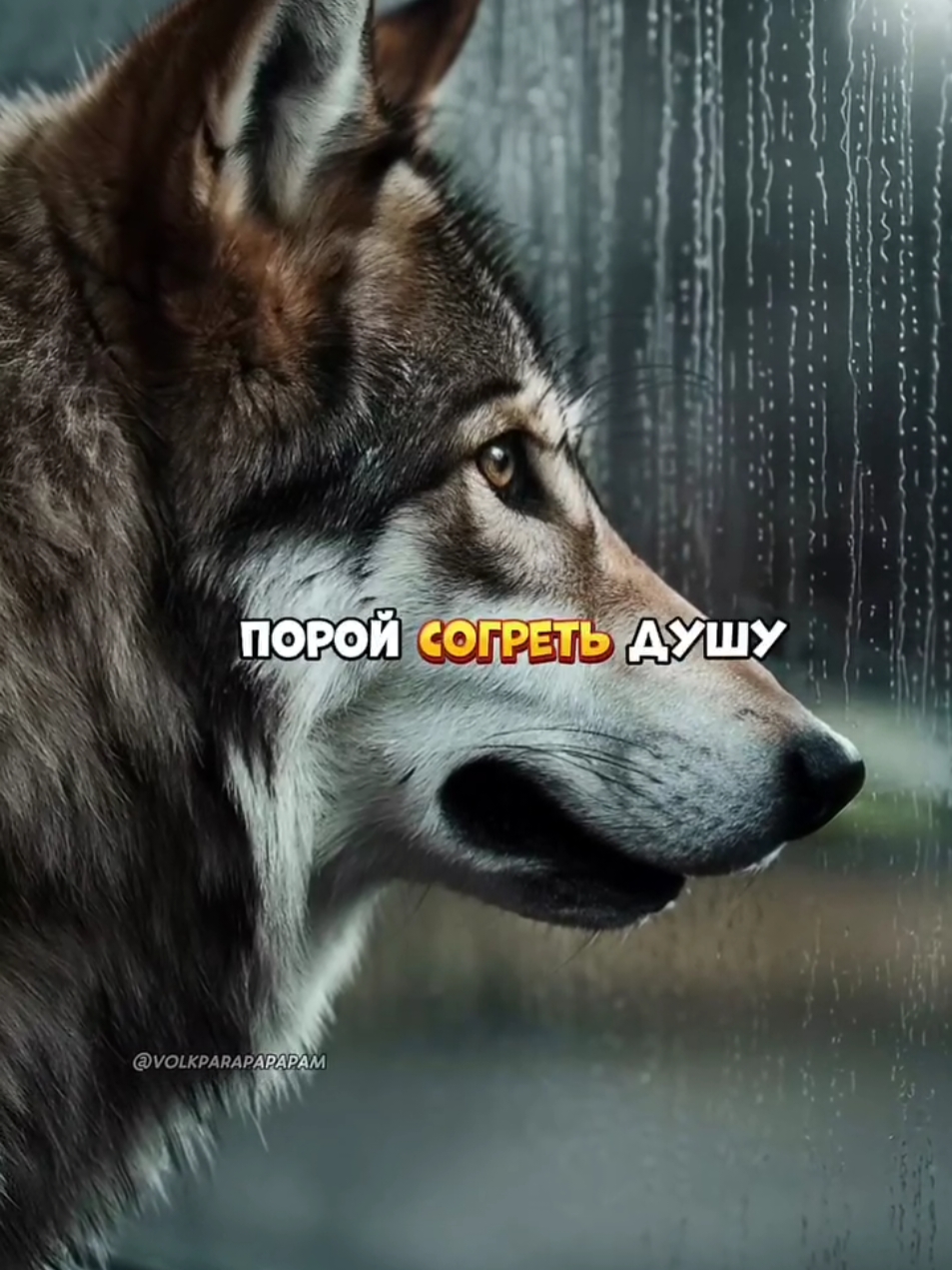 АУФнуло в сердечке? Подпишись🐺☝️ #цитатысосмыслом #доконца #цитаты🥀 #волк #волки🐺 #волксуоллстрит #тиктокеркомедии #рекомендации #рекомендации❤️❤️ #волки #волкиделают #волкиделаютауф #цитаты_жизни #цитатысосмыслом🥀 #цитаты #парапапапам 