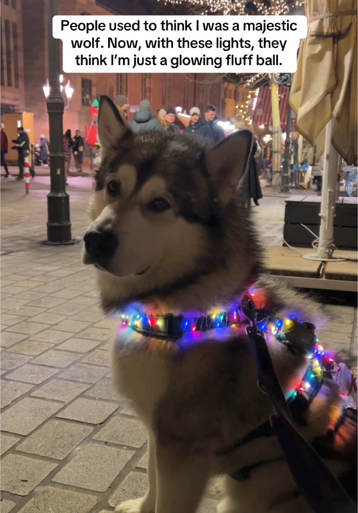 Now I’m like a walking Christmas ornament 🎄 . . . #christmaslights #christmasjoy #dogsoftiktok #cutedog #ilovemydog #spreadjoy #merrychristmas 