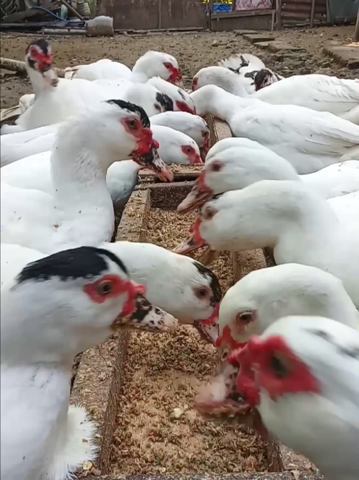 Racikan pakan murah dan entok sangat suka #entokjumbo #duck #viral #fyp 