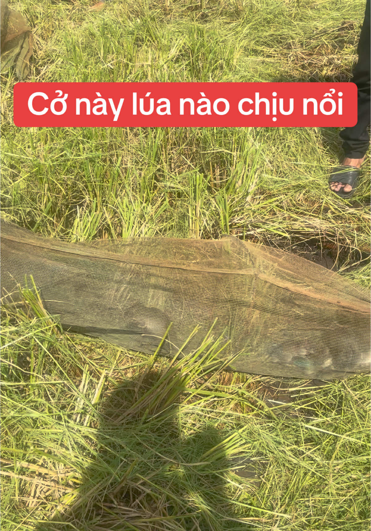 Chuột Bầy Nông Dân Đau Đầu