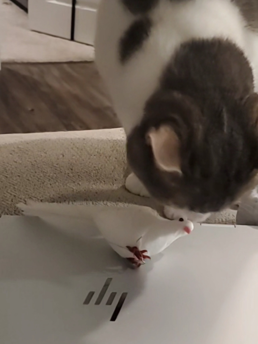 She brought me dinner 🥰 #cat #funnycatsoftiktok #petlove #fypシ 