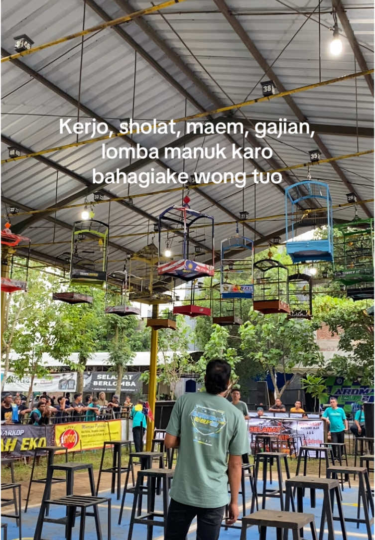 😇 #kicaumania #kicaumaniaindonesia #kenari #kenarimania #kenarimaniaindonesia #burung #fyp #tulungagung #tulungagung24jam 