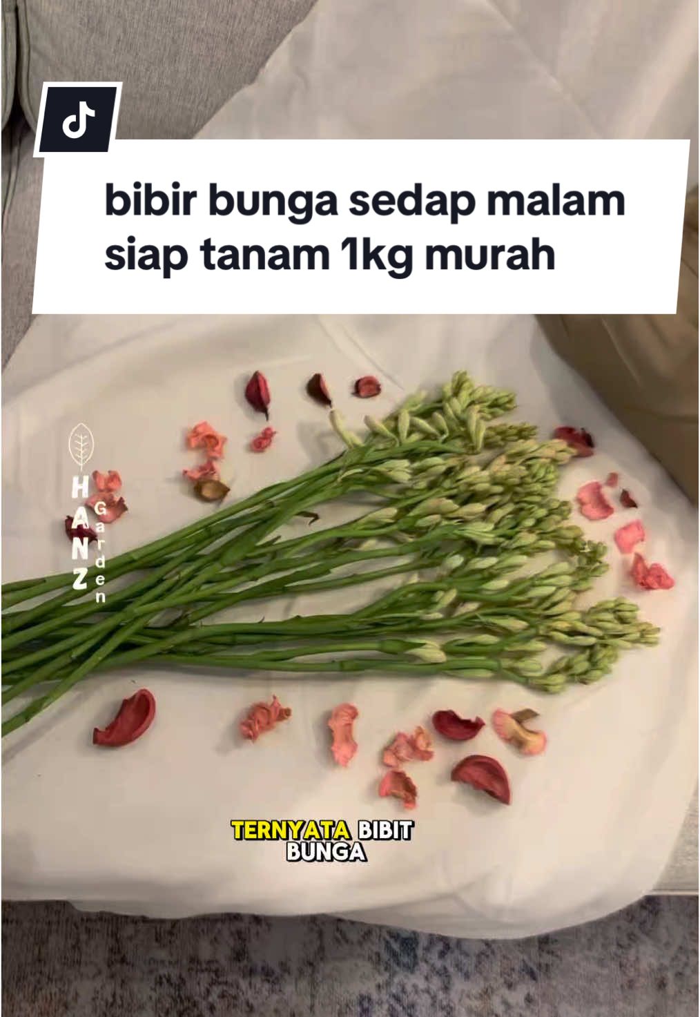 tanam sendiri aja #hanzgarden #gardening #fypシ #fypシ゚viral #berkebun #bibitbunga #bungasedapmalam #bibitbungasedapmalam 