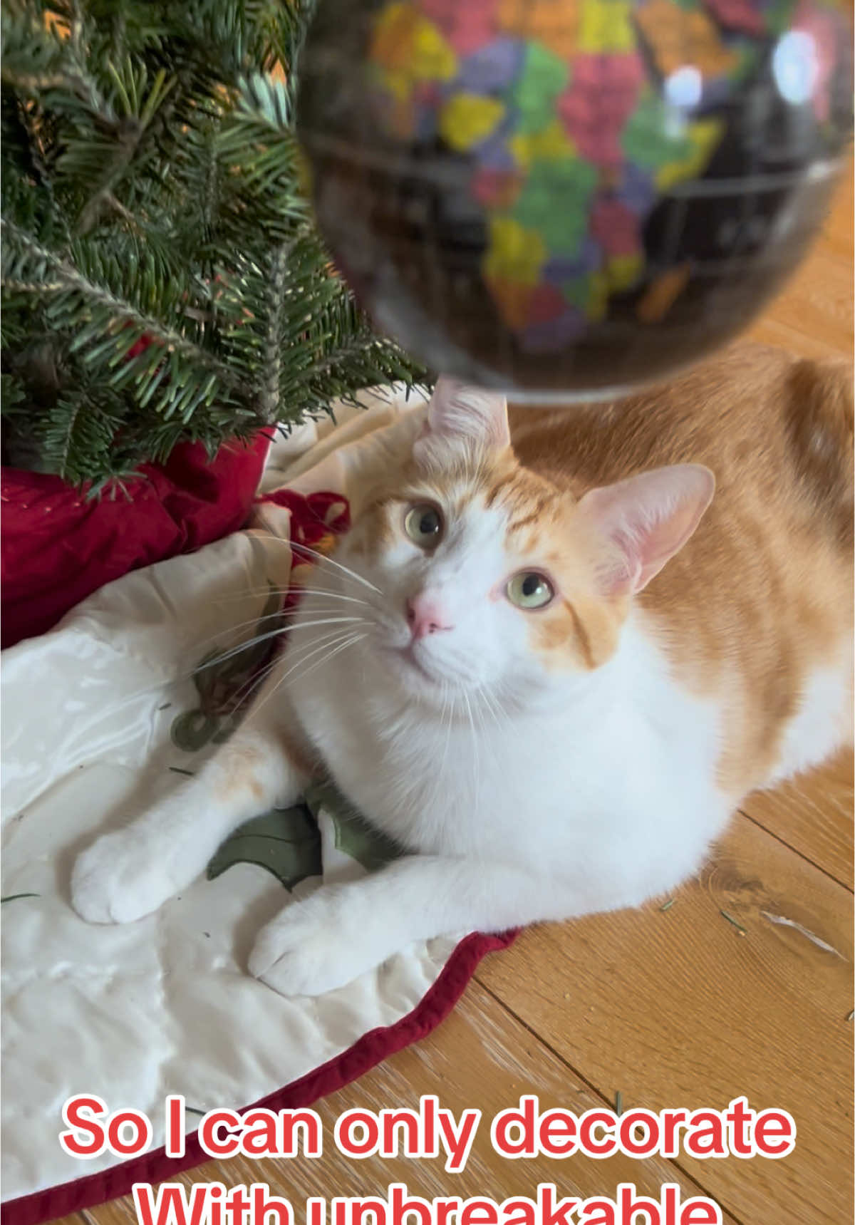 Tails loves Christmas trees 🎄 and wants to wish you a very meowy Christmas!!! ❤️🐈🎅🎄 #christmastiktok #christmascat #catsoftiktok #gingercat #foryou #meowychristmas 