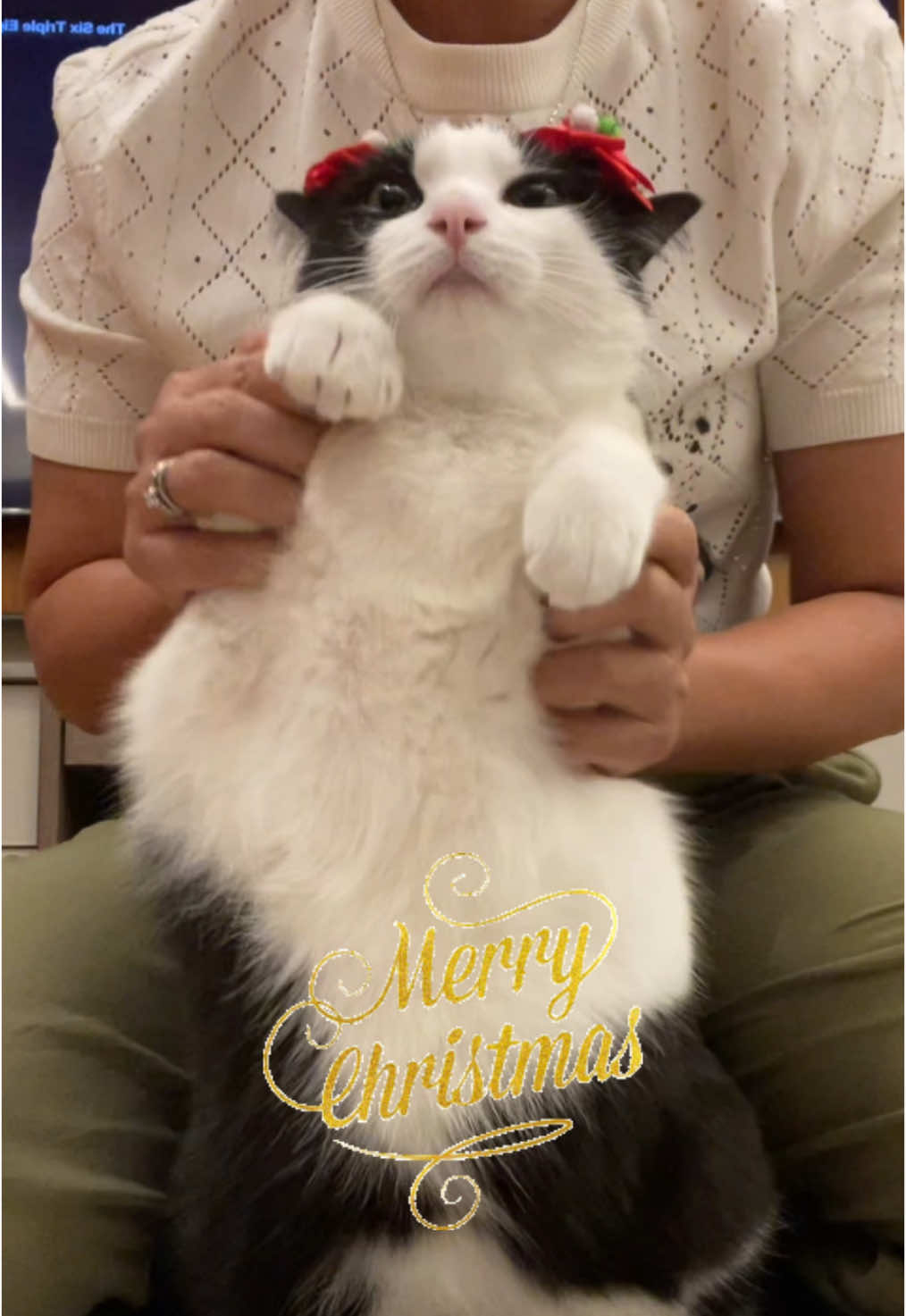 Merry Chrismas everyone. #catsoftiktok  #funnyvideos  #cat 