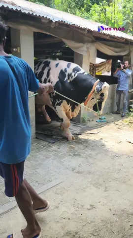 দানব আকৃতির বিশাল গরু  #pyfツ #hardwork #viralvideo #neturalbuty #viraltiktok 