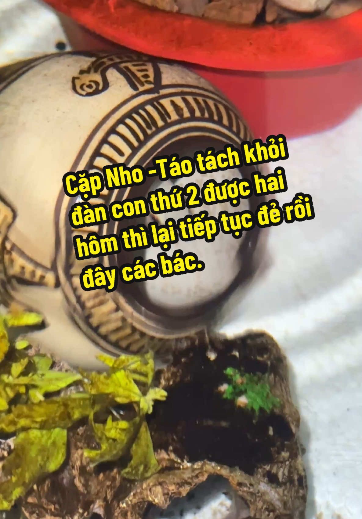 Cặp Nho -Táo tách khỏi đàn con thứ 2 được hai hôm thì lại tiếp tục đẻ rồi đây các bác. #mecacanh #casinhsan #caketplatium #caketpanda #nuôicákét #xuhuongtiktok #cathuysinh 