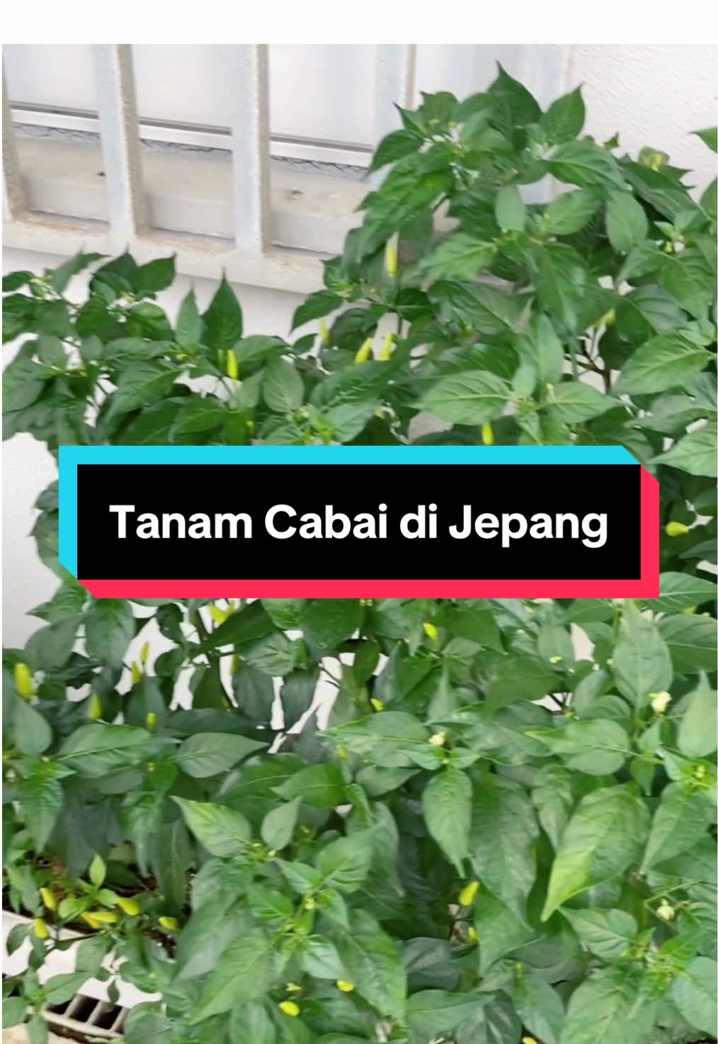 Kurang Lengkap rasany kalo gak ada cabai di setiap masakan kita … cusss karena susah nyarinya di Jepang solusinya tanam sendiri aja… Nanemnya juga langsung ditempet kerja biar mudah ngerawat nya tiep hari #kenshuseijapan🇮🇩🇯🇵🎌 #kerjadijepang #fyp #okinawa #jepang #fffffffffffyyyyyyyyyyypppppppppppp 