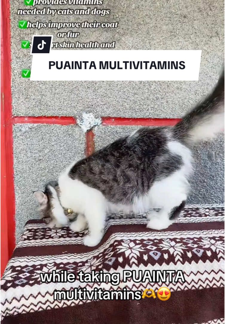 Grabe sobrang umangas at pumogi talaga ang baby ko dito. Thank you Puainta❤️ #puainta #catsofttiktok  #healthypets #vitaminsforcats #vitamins #multivitaminsforcats #multivitamin #puaintaph #catsoftiktok #PetsOfTikTok     