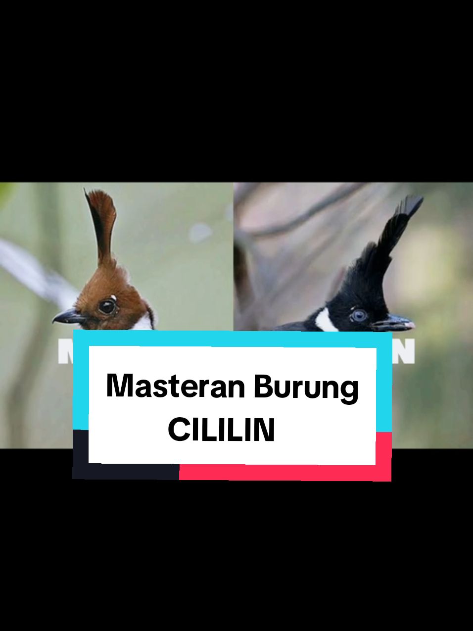 masteran suara cililin. cocok buat burung lomba #burungcililin #cililingacoran #cililinmasteran #burungcililingacor #masteranburung #masteranrolltembak #masteranburungjuara #masteranmuraibatu #masterancucakijo #masteransogon #masterankonin #masterankacer #masteranburungmaterimewah #masteranburungfullmateri #masteranburungfulltembakan #kicaumania #fyp #masteranfullmateri #masteranpelatuk #masterancendet #masterankolibri #masteranpleci #masterantengkekbuto #masterankenari #masterankenarirusia #masterancigun #masteransikatanlondo #masterantembakankasar #masteranburunganis #masteransogon #masterancililin 