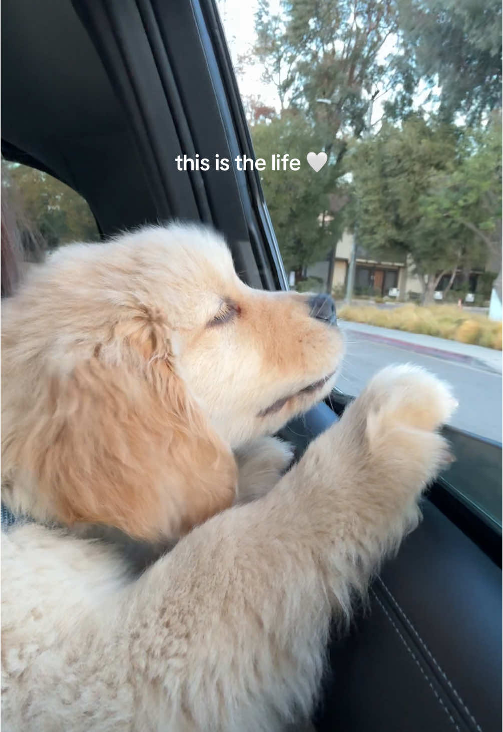 Nothing like riding with the windows down 🫶🏼 ⁣ ⁣ ⁣ ⁣ ⁣ ⁣ #goldenretriever #dog #puppy #dogs #goldenretrieverpuppy #goldenretrievers #golden #puppylove #doglover #goldenpuppy #doglovers #retriever #doglife #goldenretrieverlove #instadog #goldens #puppies #goldenretrieverlovers #Love #cute #retrievers #puppylove